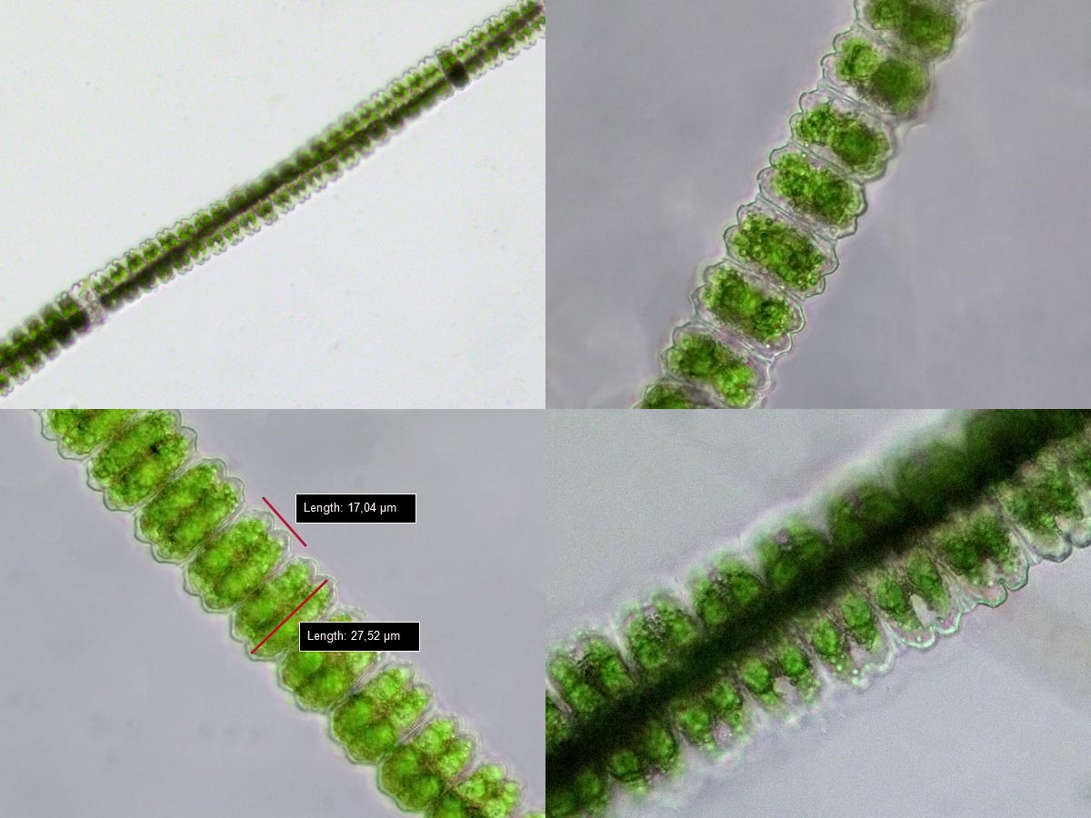 Desmidium swartzii